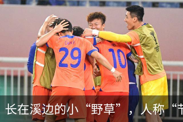 长在溪边的小“野草”，人称“节节草”，农民拔了扔，现20元一盆